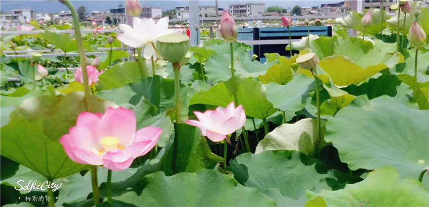不到三川荷塘走一走，整個(gè)夏天就算白過(guò)啦！