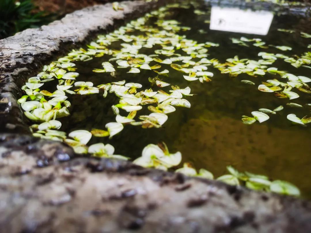 門前老槐又開花，七月來麗江古城這座百年老宅賞花聽雨