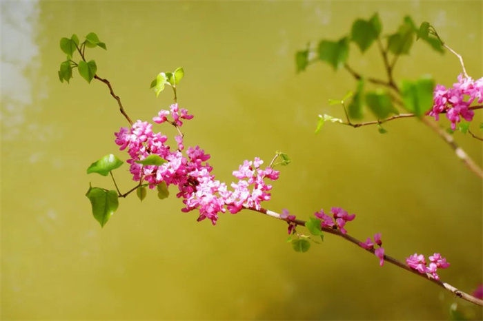 我在麗江的冬天，想念四季在公園閑逛的模樣