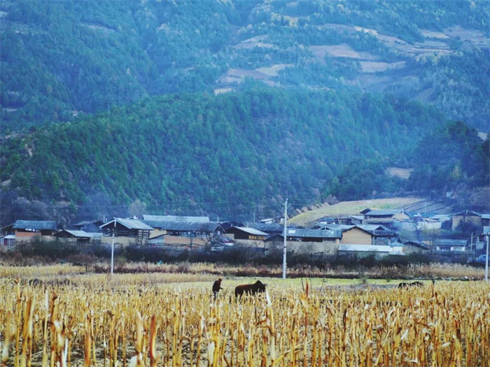 麗江特色節(jié)日：“殺年豬”對麗江人來說有多重要？